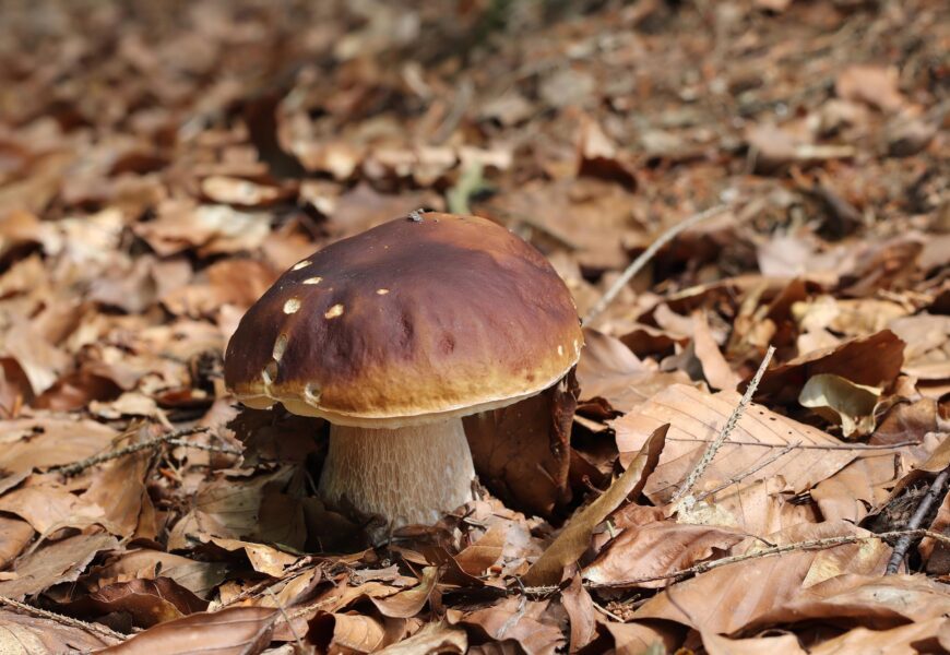 “Ezagutu mikologia” ibilaldi gidatua egingo da urriaren 12an Lapurriturritik abiatuta