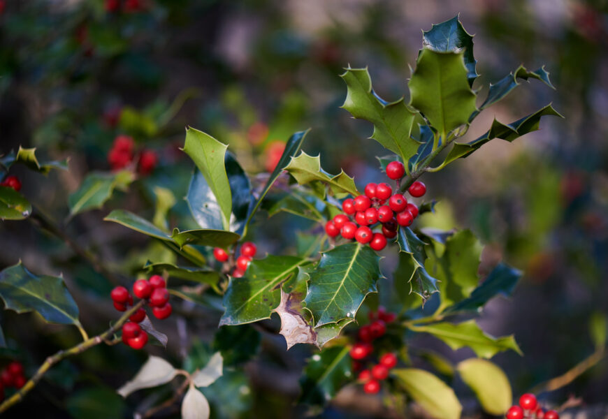 Otsailaren 17an irekiko da 2024an jaiotako haurrentzako gorostiak eskatzeko epea