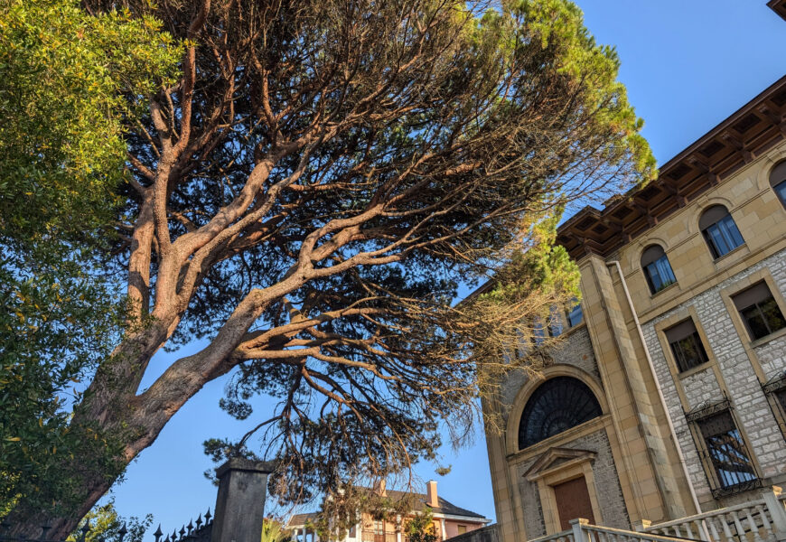 Bihar hasiko da zuhaitzak landatzeko neguko kanpaina Bihar hasiko da zuhaitzak landatzeko neguko kanpaina