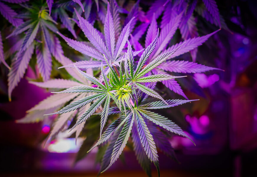 Irungo kalamu elkarte bateko arduraduna atxilotu dute