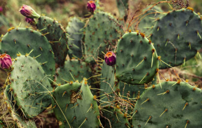 Plaiaundi LHIIn nopal kaktusean oinarrituz egindako proiektua Dualiza-Orienta 2024-2025 deialdian hautatua Plaiaundi LHIIn nopal kaktusean oinarrituz egindako proiektua Dualiza-Orienta 2024-2025 deialdian hautatua