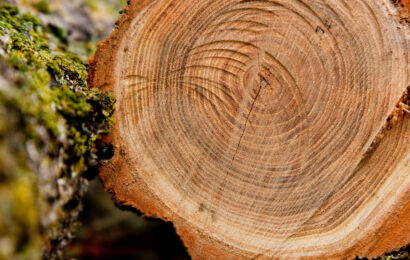 Oiasso Museoak dendrokronologiari buruzko hitzaldia hartuko du azaroaren 5ean