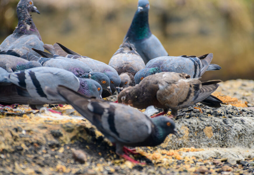 Irungo Udalak 2026an zehar hiriko uso populazioaren errolda egitea enkargatu du Irungo Udalak 2026an zehar hiriko uso populazioaren errolda egitea enkargatu du