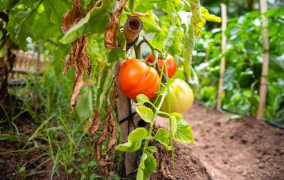 Bidasoaldean AgroTest gune bat sortzeko aukera aztertu dute BDSKoop Elkartearen eskutik Behatokian