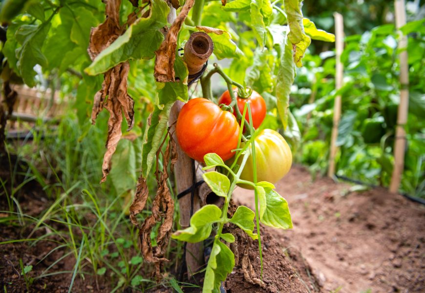 Bidasoaldean AgroTest gune bat sortzeko aukera aztertu dute BDSKoop Elkartearen eskutik Behatokian Bidasoaldean AgroTest gune bat sortzeko aukera aztertu dute BDSKoop Elkartearen eskutik Behatokian