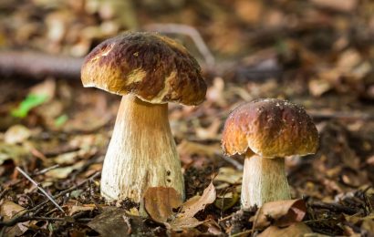 Lapurriturriko Informazio Guneak “Mikologia ezagutzen” jarduera antolatu du urriaren 10erako